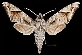 Acosmeryx naga hissarica ♂
