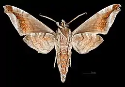 Acosmeryx naga hissarica ♂   △