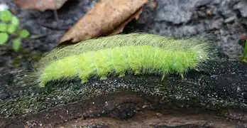 Raupe der Woll-Rindeneule