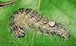 ausgewachsene Raupe