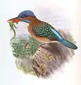 Mindanaoliest (Actenoides hombroni)