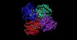 Acyl-CoA-Dehydrogenase