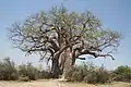 Baobab im Bwabwata-Nationalpark