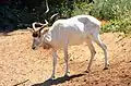Mendesantilope(Addax nasomaculatus)