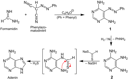 Reaktionsmechanismus zur Synthese von Adenin