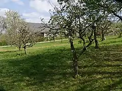 Ganzer Baum