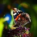 V. atalanta atalanta (Deutschland) auf Buddleja; die türkis schimmernden Schuppen auf der Flügelunterseite sind nur aus einem bestimmten Blickwinkel erkennbar