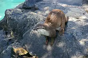 Zwergotter