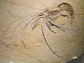 Garnele Aeger tipularius