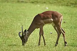 Impala