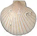 Aequipecten opercularis orange gefärbte Rippenkiele