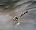 Grünes Weibchen im Flug