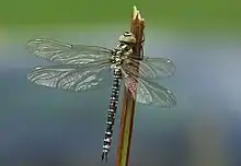 zentrier