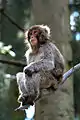 Affe am Ast