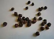 Paradieskörner (ähnlich sind Aframomum daniellii, Aframomum citratum, Aframomum albiflorum,  Aframomum exscapum, Aframomum mala, Aframomum angustifolium)