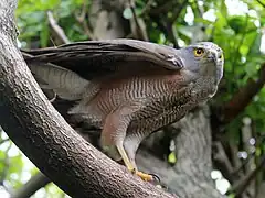 Afrikahabicht (Accipiter tachiro)