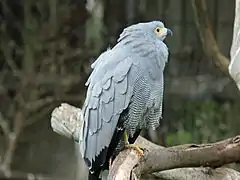 Höhlenweihe (Polyboroides typus)