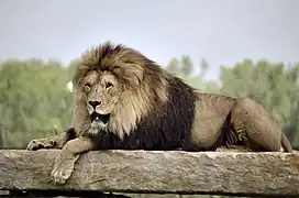Löwenmännchen