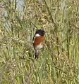Afrikanisches Schwarzkehlchen (Saxicola torquatus)