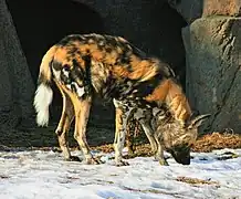 Afrikanischer Wildhund