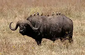 Kaffernbüffel(Syncerus caffer)