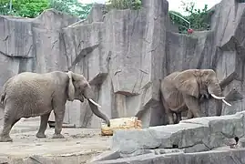 Afrikanische Elefanten