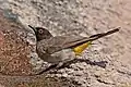 African red-eyed bulbul