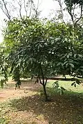 Knoblauchbaum (Afrostyrax kamerunensis, Afrostyrax lepidophyllus,Hua gabonii  und  Scorodophloeus zenkeri auch Scorodocarpus borneensis) (Samen, Blätter und Rinde)