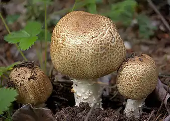 Riesen-ChampignonAgaricus augustus