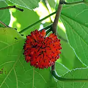 Papiermaulbeerbaum