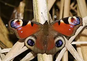Tagpfauenauge (Inachis io)