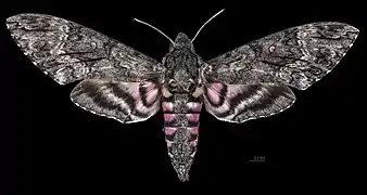 ♀