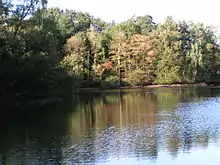 Helenensee mit angrenzendem Mischwald