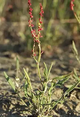 Kleiner Sauerampfer (Rumex acetosella)