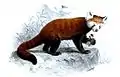 Kleiner Pandaaus Proceedings of the Zoological Society of London, 1869