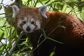 Roter Panda