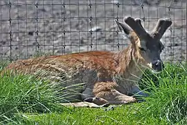 Sitka-Schwarzwedelhirsch