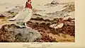 Moorschneehuhn aus dem Werk Alaskan bird-life as depicted by many writers (1914)