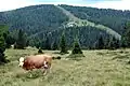 Almweide vor Hochrindl-Kegel