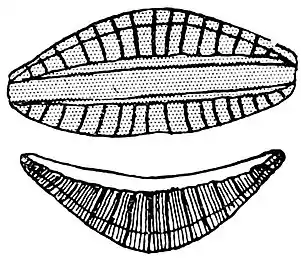 R. gibberula, Frusteln