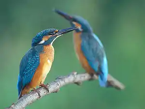 Eisvogel