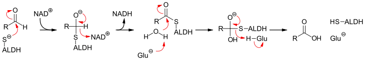 Mechanismus der Aldehyd-Dehydrogenase