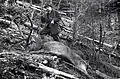Alexander Graf Wassilko (1893–1972), Hirschjagd am 30. August 1929