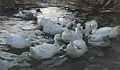 Alexander Koester: Elf Enten im Wasser