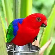 Amboina-Königssittich (Alisterus amboinensis)