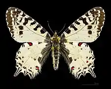 ♂