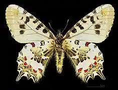 ♂  △