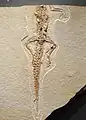Krokodilartiges Reptil Alligatorellus