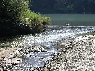 Der Allondon trifft im Ramsar-Schutzgebiet auf die Rhône (Schweiz)