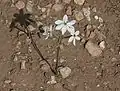 Blüten von Narcissus obsoletus